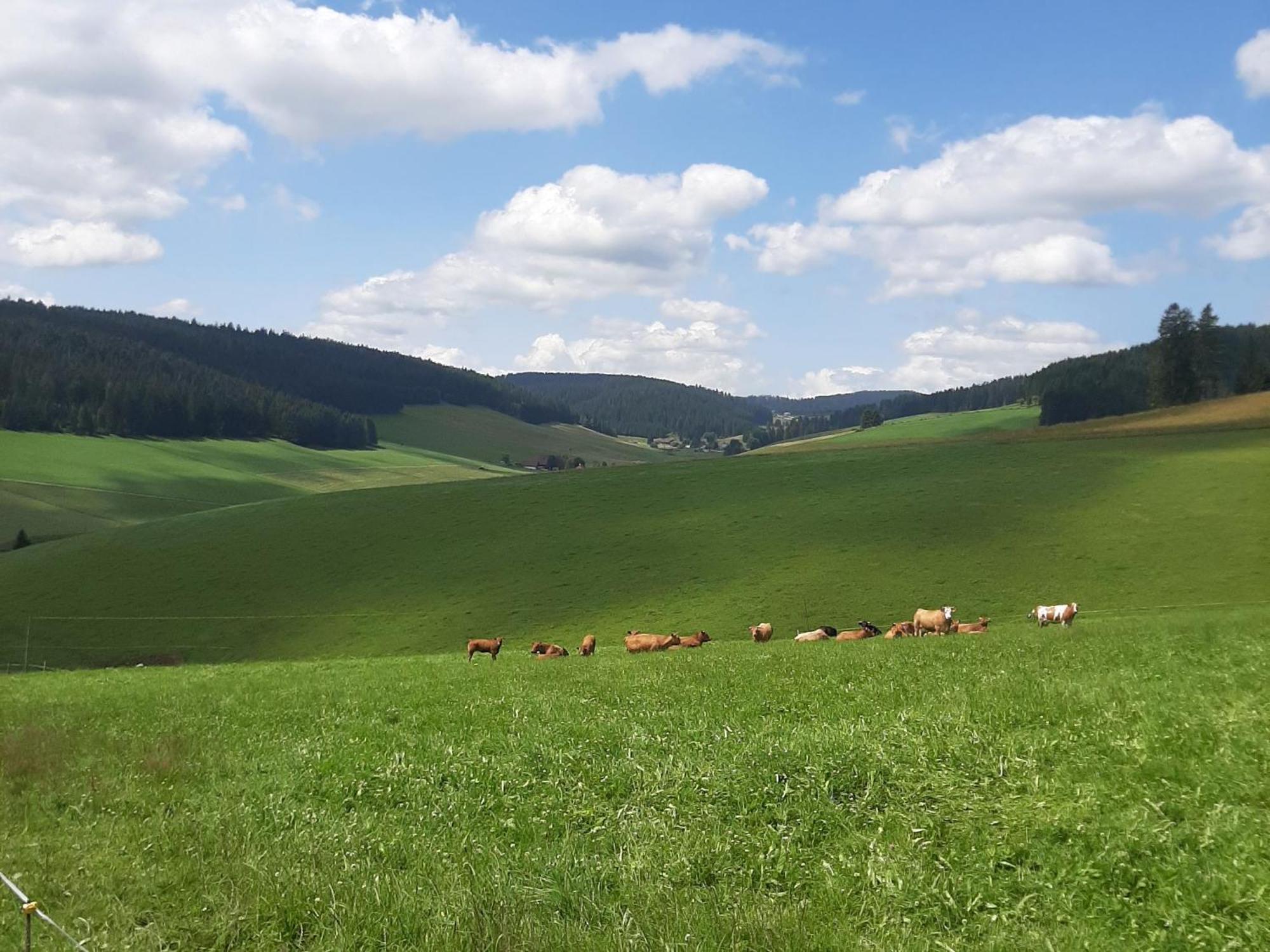 Apartament Haus Zum Sternen Vöhrenbach Zewnętrze zdjęcie